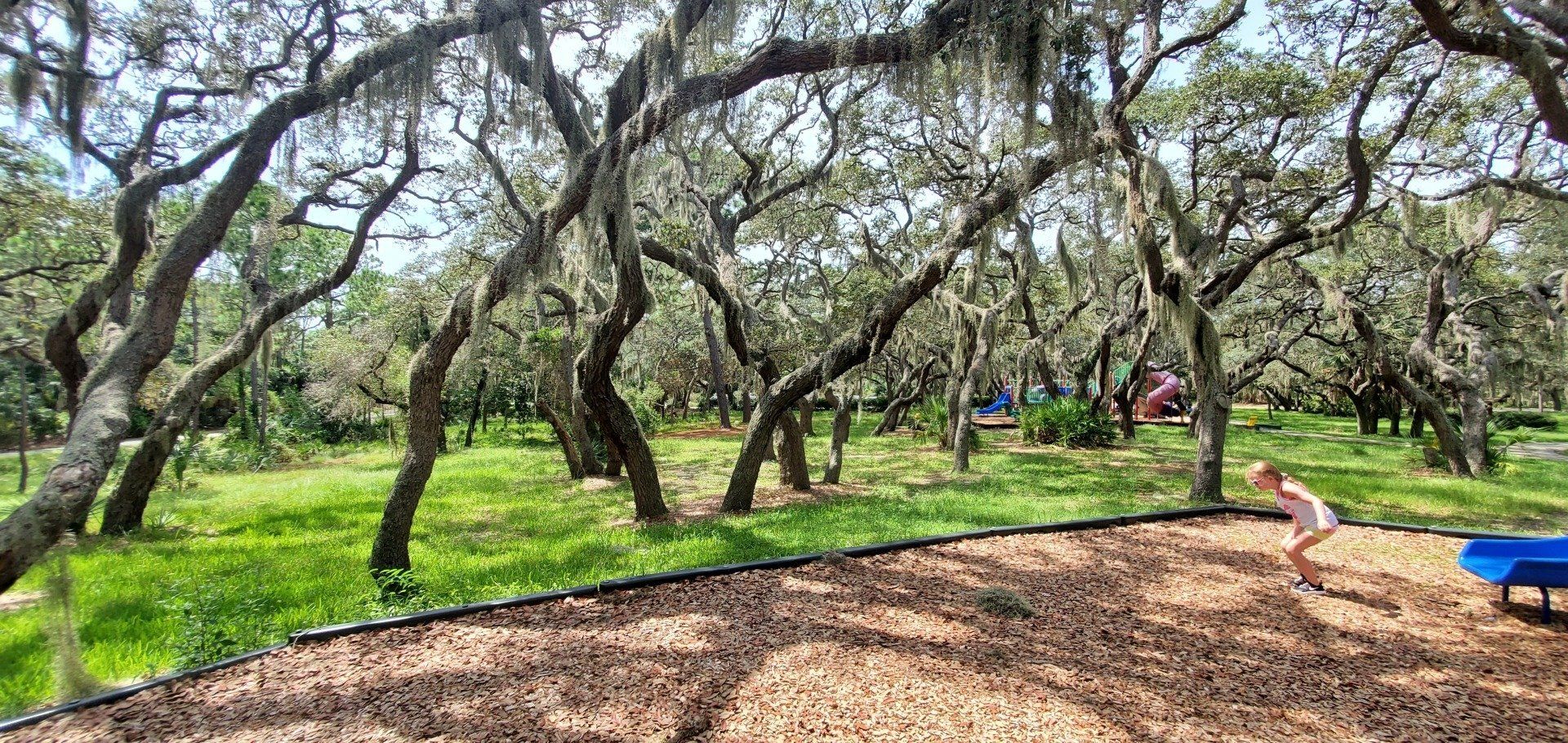 Professional tree work