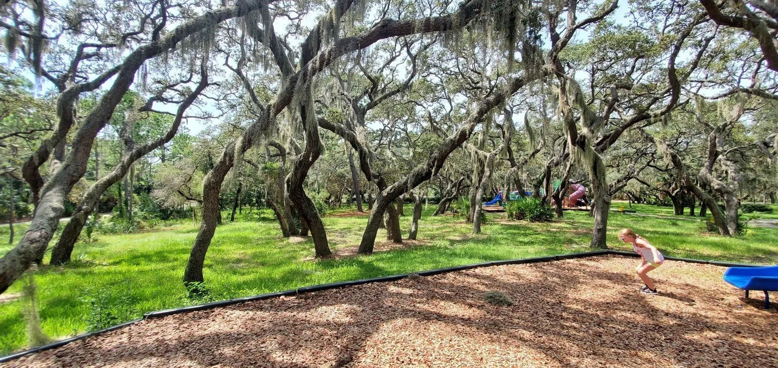 Professional tree work