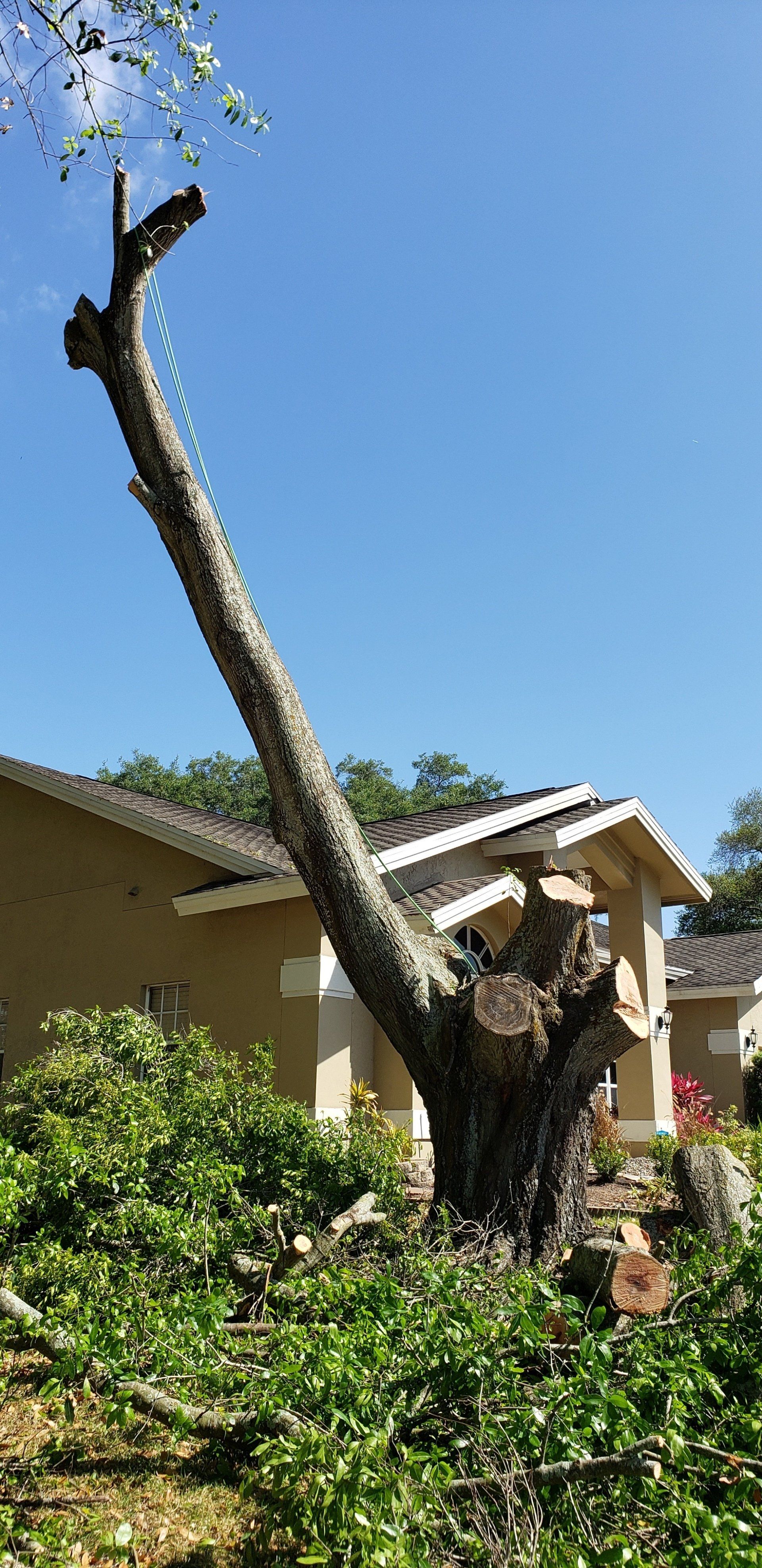 Tree removal process