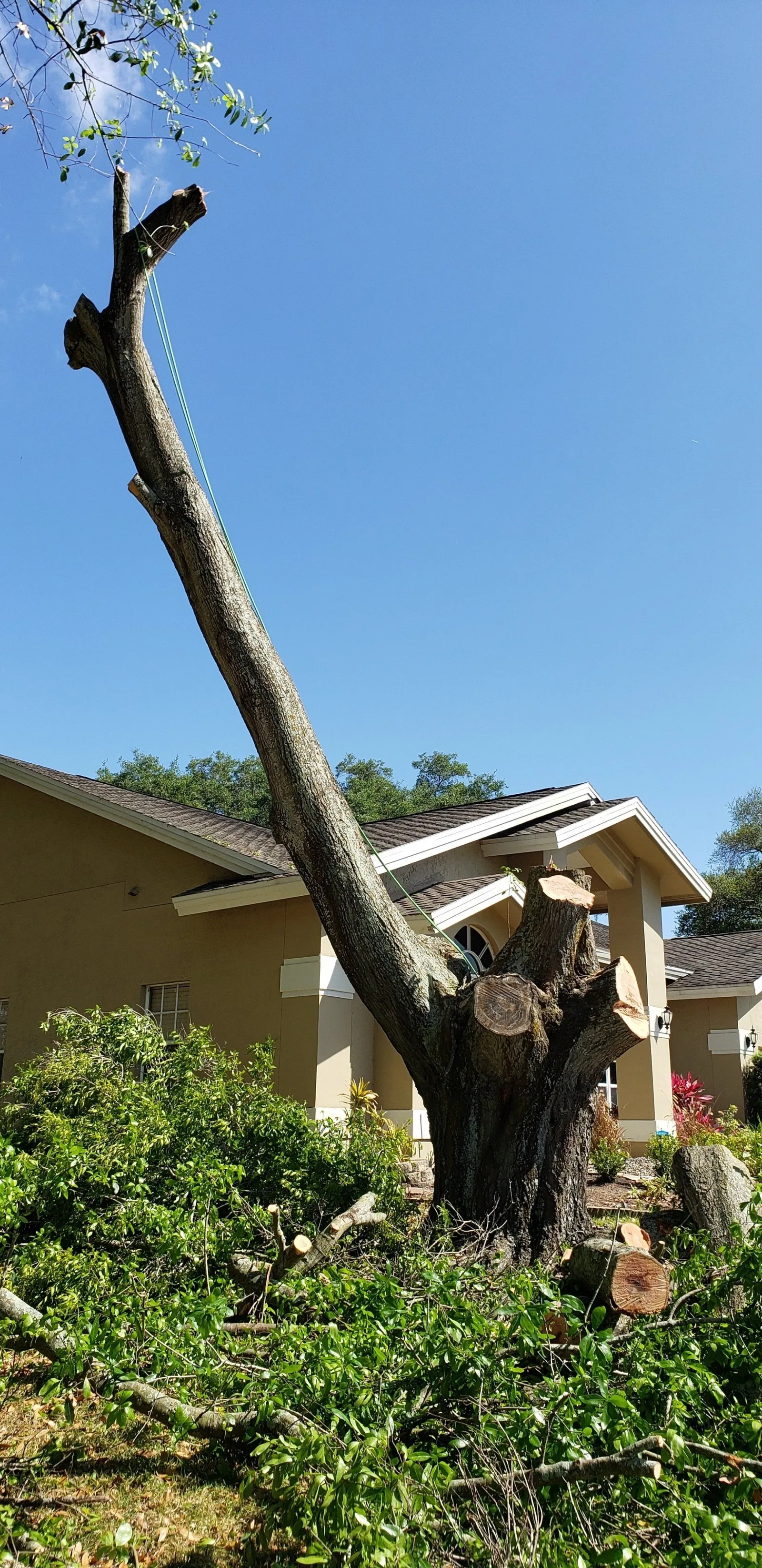 Tree removal process